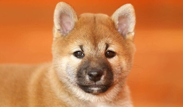 Shiba Inu Puppy. Source: TrendingBreeds