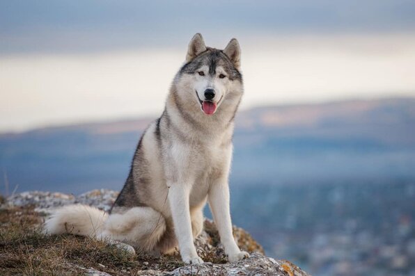 Husky Breed. Source: WideOpenPets