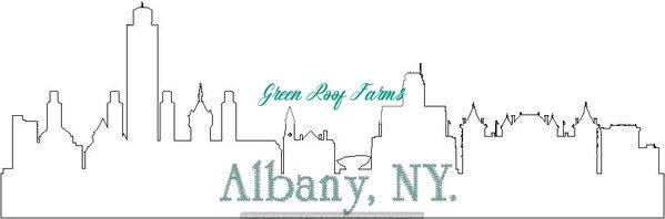 Albany Skyline