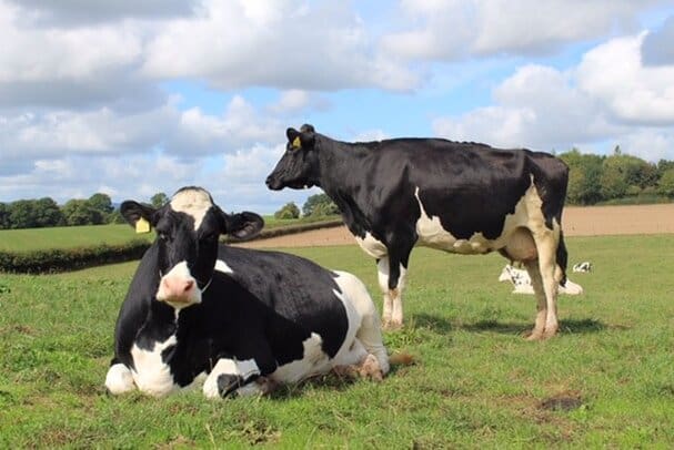 Enjoying the summer at pasture