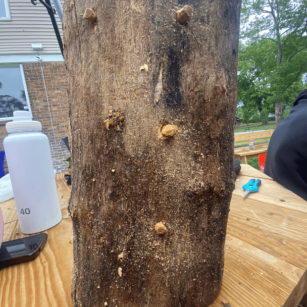 Image of Mushroom Cultivation Course Session 2