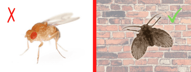 Small Black Flies in Kitchen