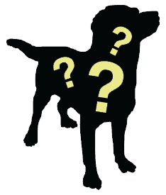 how to figure out the breed of your dog