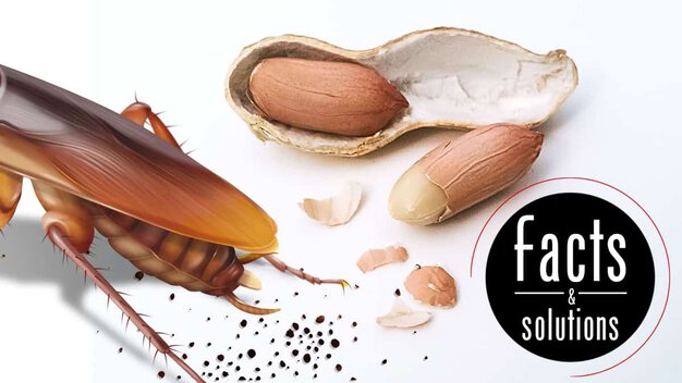 What Do Roach Droppings Look Like? Cockroach Facts