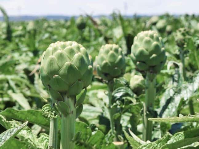 A field of artichokes in California
