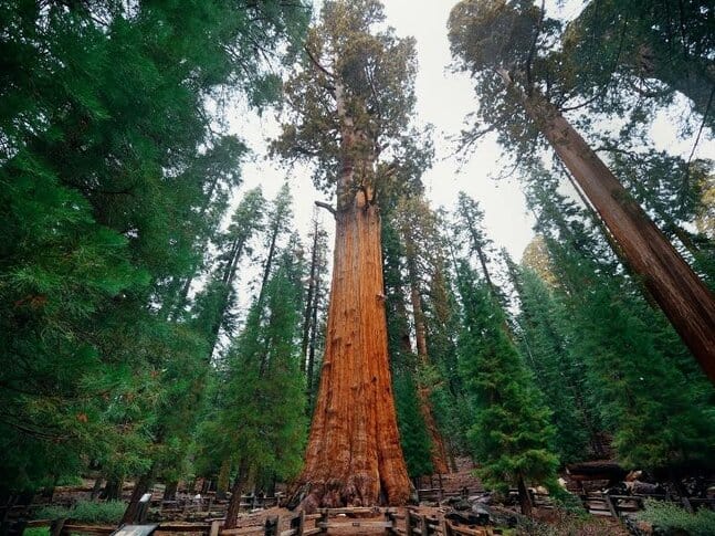 General Sherman is the world’s largest tree