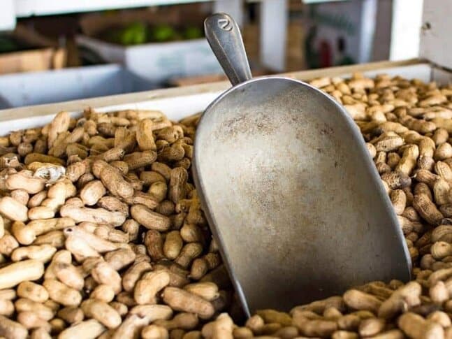 A metal scoop in a bin of peanuts