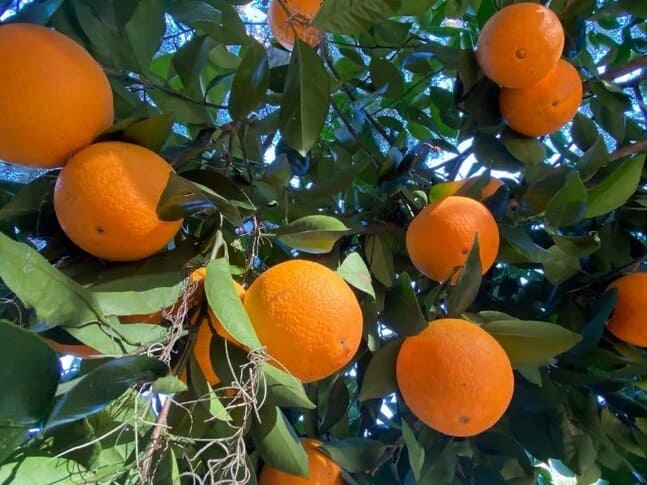 Oranges growing on a tree in Florida