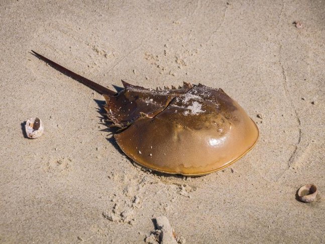 Close up of a horseshoe crab on a sandy beach
