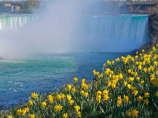 Yellow flowers in the foreground and Niagara Falls in the background