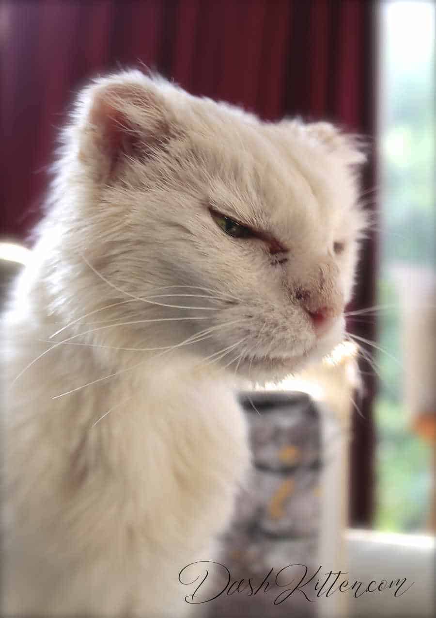 Photograph of a senior white cat sitting tall and proud
