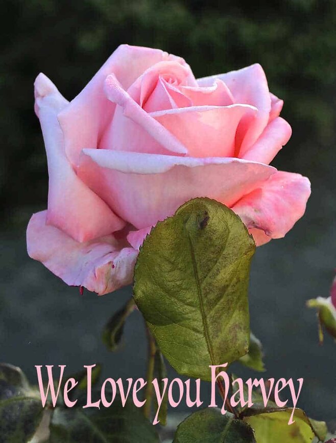 A beautiful pink rose photograph. Canon 1300D