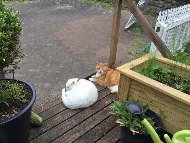 Two companionable cats photographed together. A candid cat photo