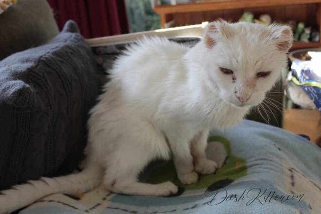Harvey Senior Cat Full Body Shot