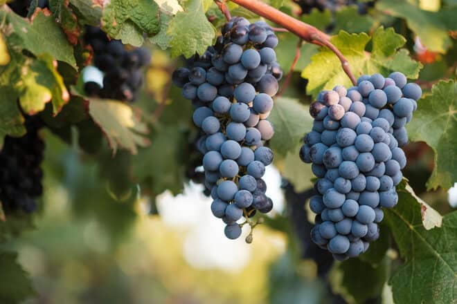 Fondo Antico Vineyard