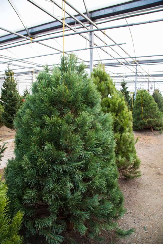 A scotch pine.