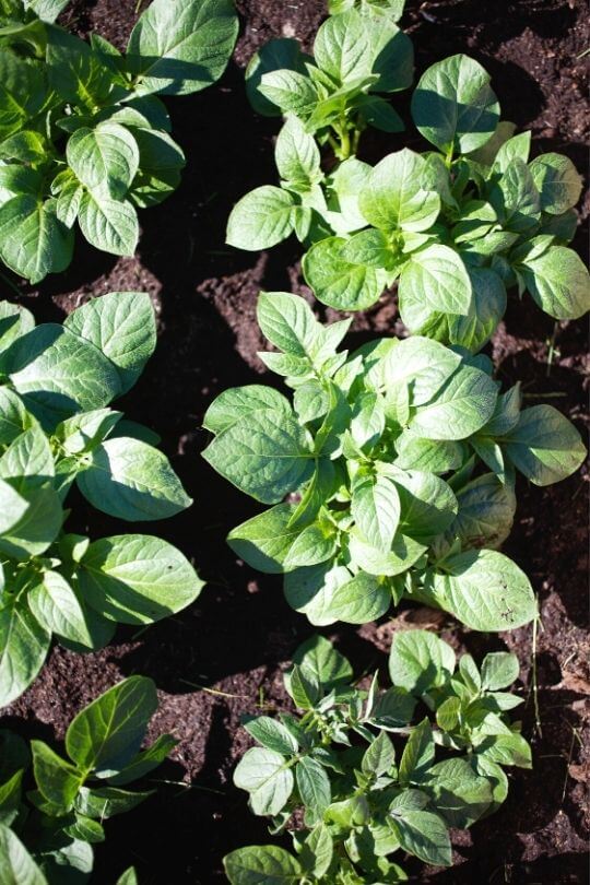 5 Tips for Growing Potatoes