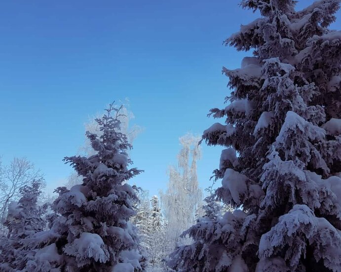 Bulgaria - Borovets - Snow Covered Pine Trees