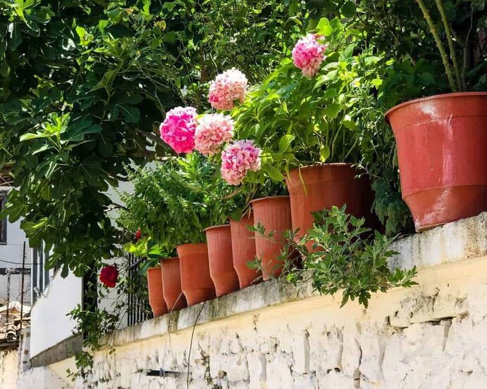 Albania - Berat - Berat Flowers