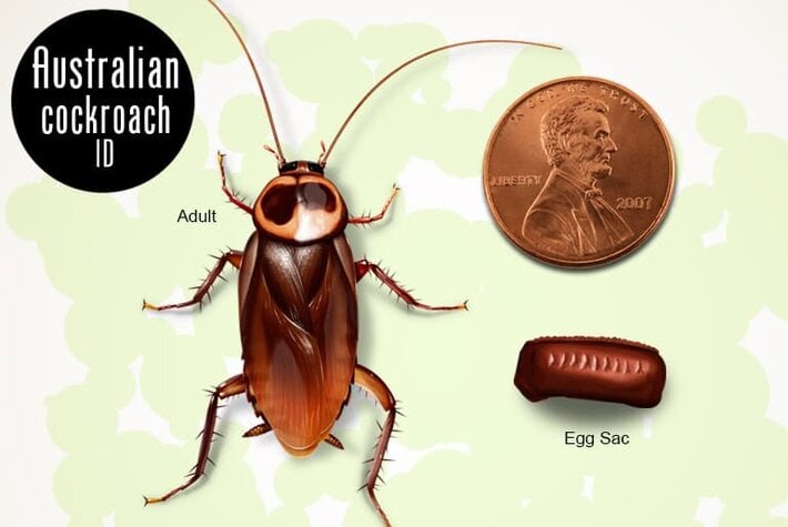 Australian cockroach, adult and egg case compared to a penny
