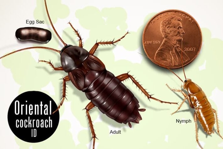 Oriental cockroach adult, nymph, and egg sac beside penny for scale