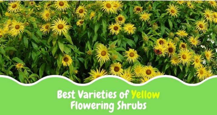 12 Best Varieties Of Yellow Flowering Shrubs Igra World