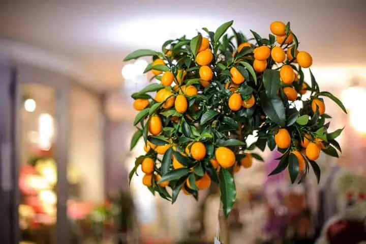 12 Fruit Trees You Can Grow Indoors For An Edible Yield