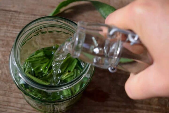 A hand pours alcohol into a jar of minced plantain to make plantain tincture.