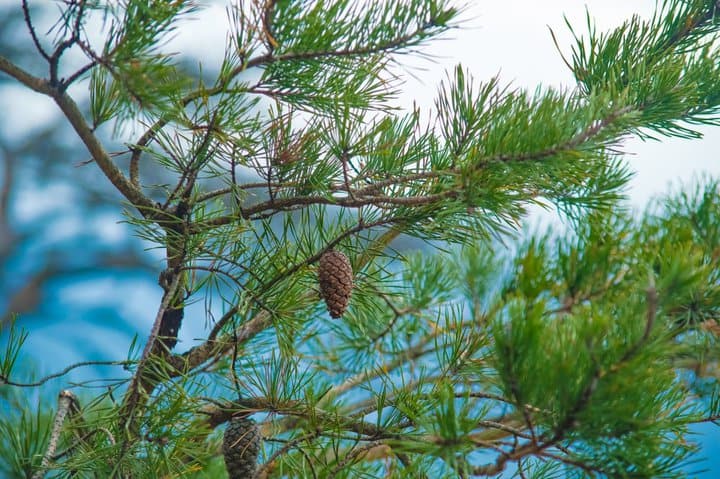 A sand pine tree.