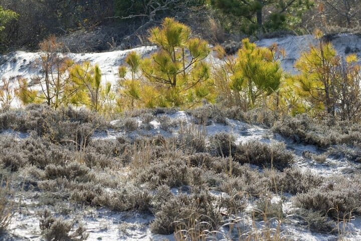 Virginia pine trees growing among shrubs.