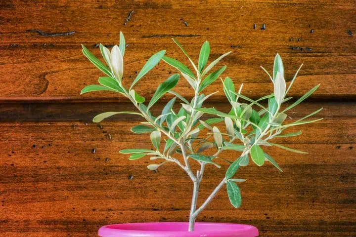 Olive tree