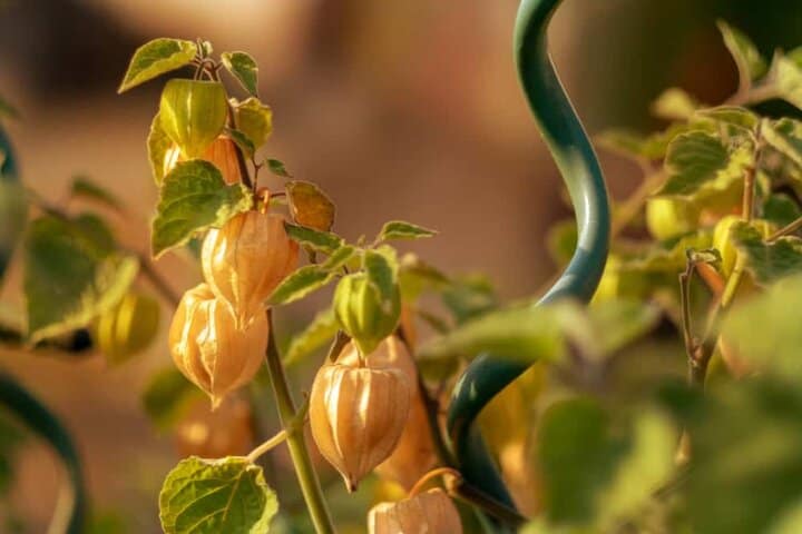 Ground cherries (cape gooseberry)