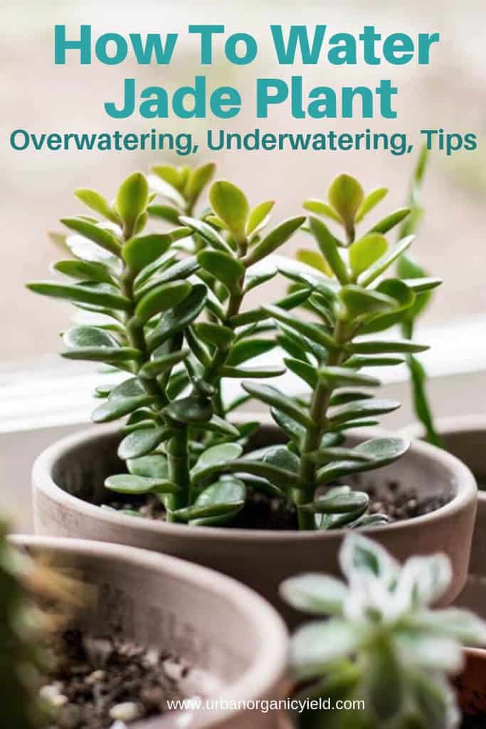 How Often To Water Jade Plant to keep it alive Overwatering, Underwatering, Tips How Often To Water Jade Plant to keep it alive Overwatering, Underwatering, Tips