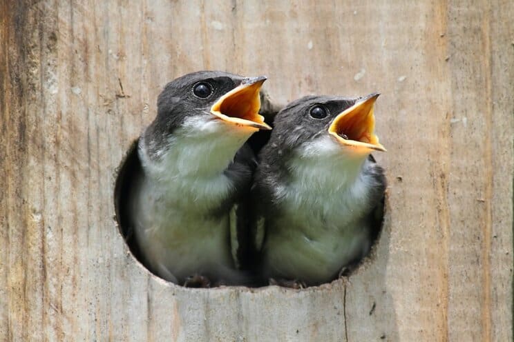 Are You Supposed to Clean Out Bird Houses Every Year? Essential Tips