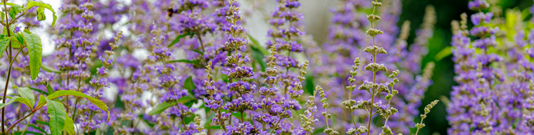 monnikspeper plant