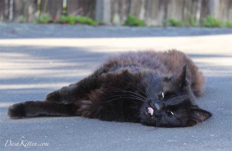 Long Haired Laid Down Black Cat Portrait Dashkitten Com