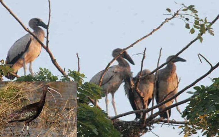 Birds are dying from pesticides, and environmental balance is being destroyed