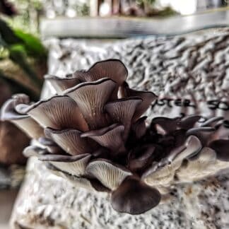 How To Grow Oyster Mushrooms In Buckets Mushroom Growing