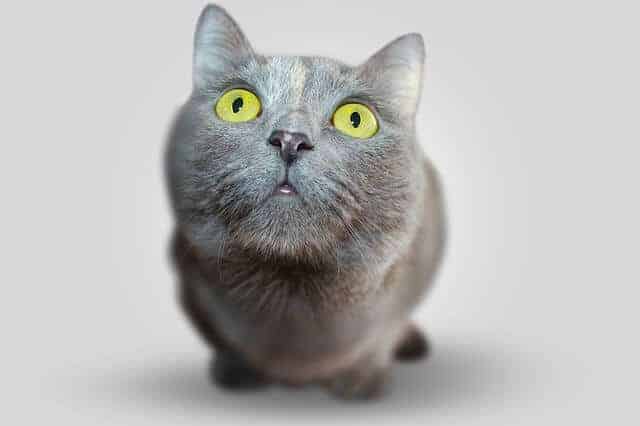 83 Amazing Gray Cat Names For Your Ash Like Beauty