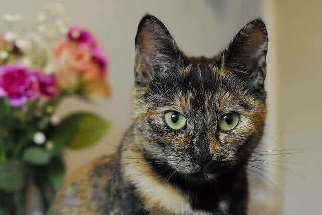 Tortoiseshell Cats Facts Genetics And Personality
