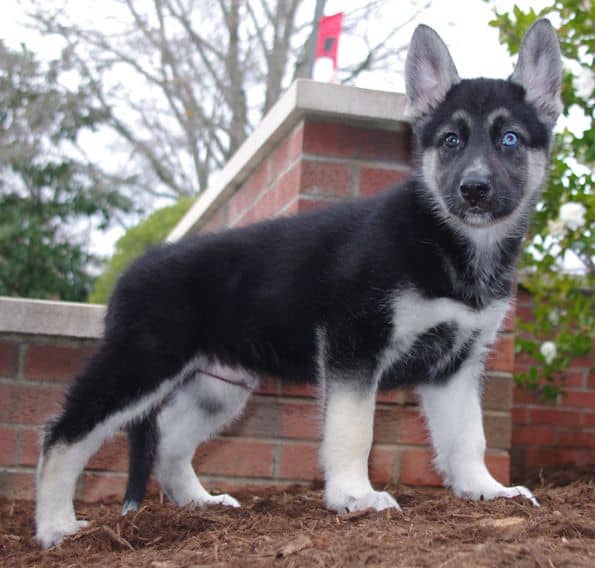 17 Adorable German Shepherd Mi Top Of Their Cl Mixed Breeds 17 Adorable German Shepherd Mi Top