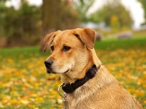 boxer rottweiler puppy