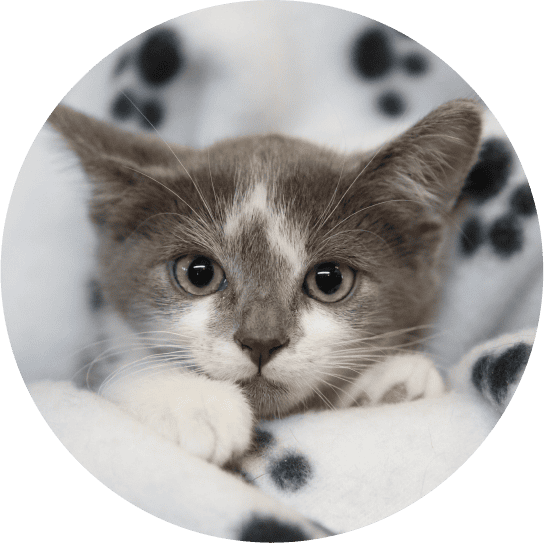 cat depot sarasota volunteering