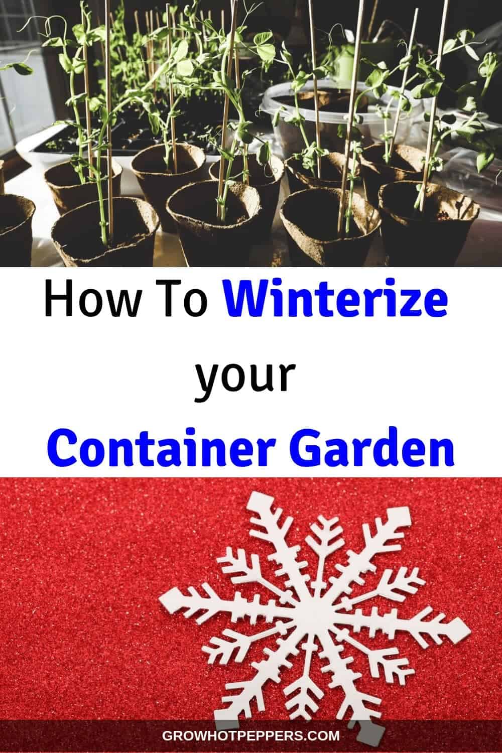 Overwintering Pepper Plants Keep Them Alive Longer Grow Hot Peppers