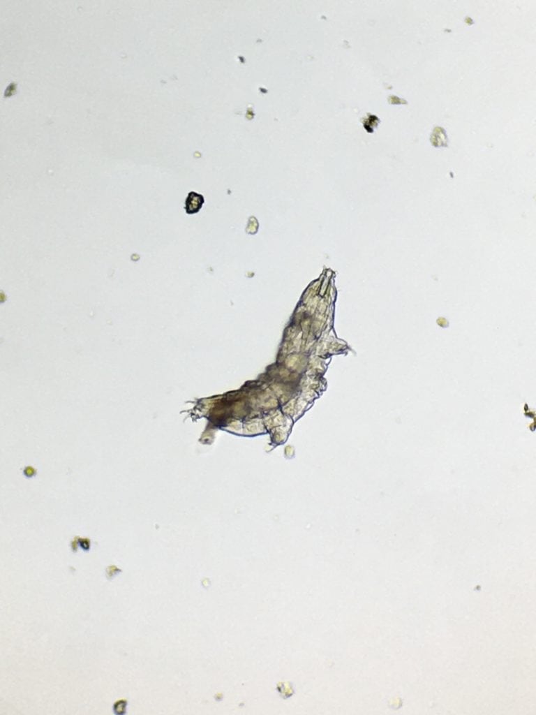 Water Under Microscope