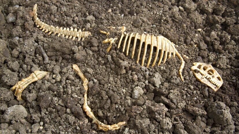 ground penetrating radar can be used for locating historical grave sites and cemetery mapping, which includes finding dinosaur bones in soil