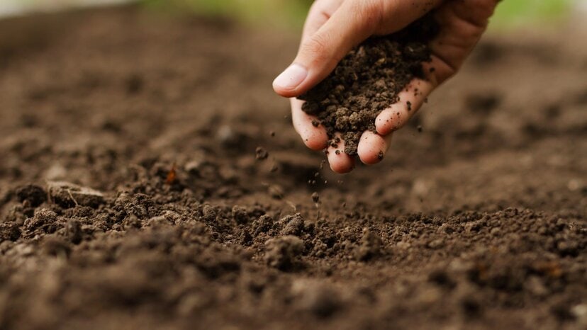 a handful of soil
