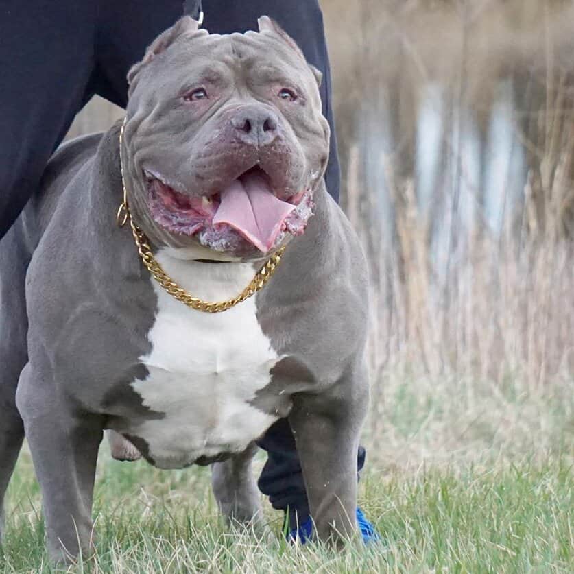 Buy blue nose gator pitbull Best Sale