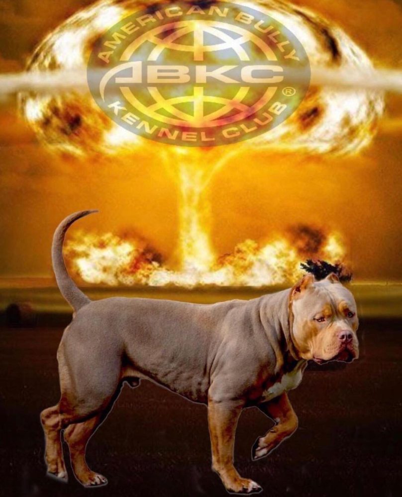PIT BULL PUPPIES FOR SALE | Best Pitbull Puppies For Sale On Earth PIT BULL PUPPIES FOR SALE | Best Pitbull Puppies For Sale On Earth