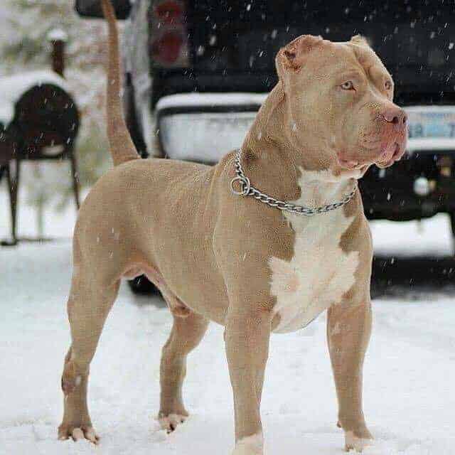 american pit bull terriers